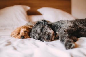 Sara Grillo - Two Tired Puppies