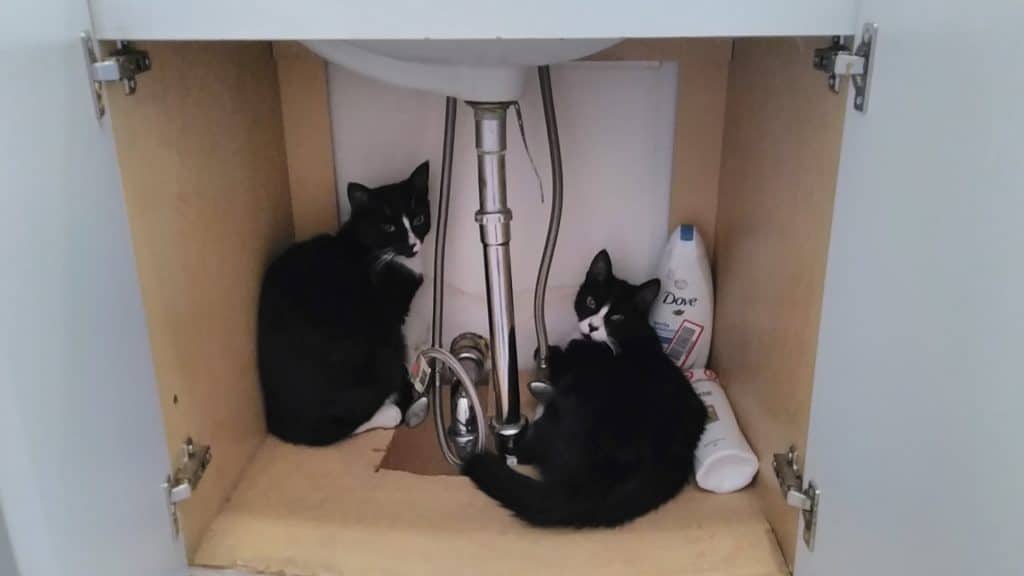 Here are two tuxedo cats under a bathroom sink.
